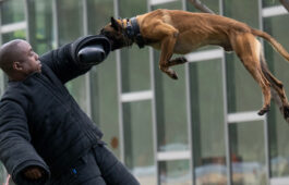 Los Angeles, CA - May 25: LAPD K-9 handler Christopher Jones wears a protective bite suit during a demonstration with K-9 Bentley during a ceremony at  LAPD Headquarters in Los Angeles, Thursday, May 25, 2023, to unveil a bronze statue in memorial to four police K-9s lost in the line of duty (Photo by Hans Gutknecht/MediaNews Group/Los Angeles Daily News via Getty Images)