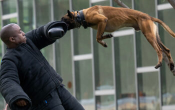 Los Angeles, CA - May 25: LAPD K-9 handler Christopher Jones wears a protective bite suit during a demonstration with K-9 Bentley during a ceremony at  LAPD Headquarters in Los Angeles, Thursday, May 25, 2023, to unveil a bronze statue in memorial to four police K-9s lost in the line of duty (Photo by Hans Gutknecht/MediaNews Group/Los Angeles Daily News via Getty Images)