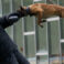 Los Angeles, CA - May 25: LAPD K-9 handler Christopher Jones wears a protective bite suit during a demonstration with K-9 Bentley during a ceremony at  LAPD Headquarters in Los Angeles, Thursday, May 25, 2023, to unveil a bronze statue in memorial to four police K-9s lost in the line of duty (Photo by Hans Gutknecht/MediaNews Group/Los Angeles Daily News via Getty Images)
