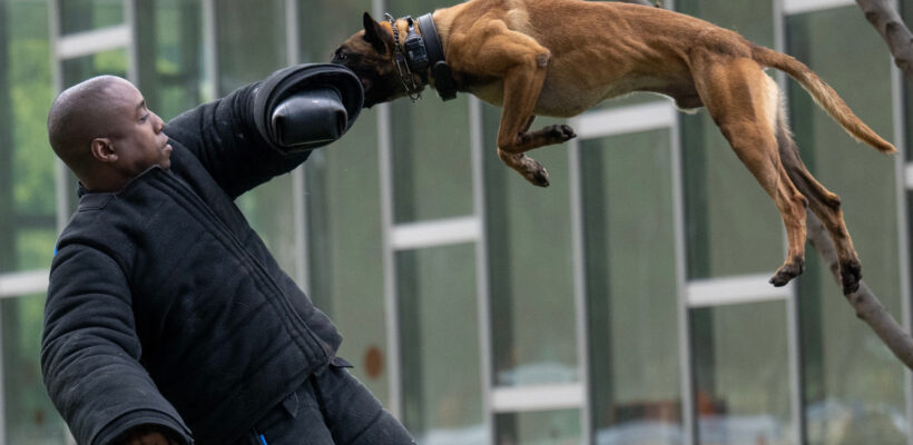 Los Angeles, CA - May 25: LAPD K-9 handler Christopher Jones wears a protective bite suit during a demonstration with K-9 Bentley during a ceremony at  LAPD Headquarters in Los Angeles, Thursday, May 25, 2023, to unveil a bronze statue in memorial to four police K-9s lost in the line of duty (Photo by Hans Gutknecht/MediaNews Group/Los Angeles Daily News via Getty Images)